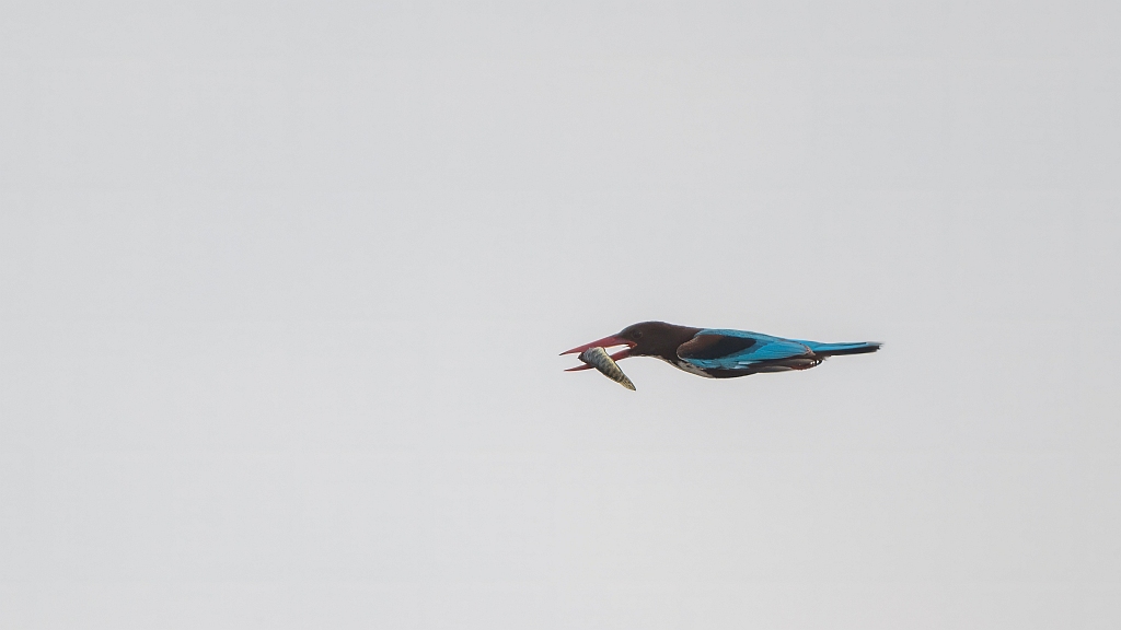 White-throated Kingfisher